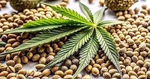 Cannabis Seeds Colorado Your Guide to Quality Seeds Cannabis Seeds Colorado Your Guide to Quality Seeds