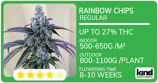 Cannabis Seeds Colorado Your Guide to Quality Seeds Cannabis Seeds Colorado Your Guide to Quality Seeds